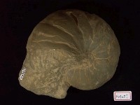 藏品(小型菊石)的圖片